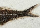 Large Knightia Fossil Fish - inch Layer #12143-3